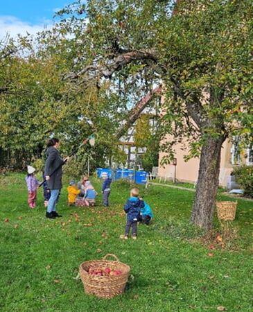 Apfelpflücken im Pfarrgarten